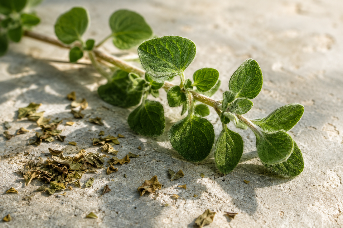 Close view of a fresh oregano sprig on pale stone in raking light