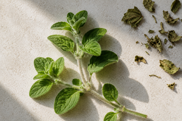 What Carvacrol Does: The Science Behind Oil of Oregano