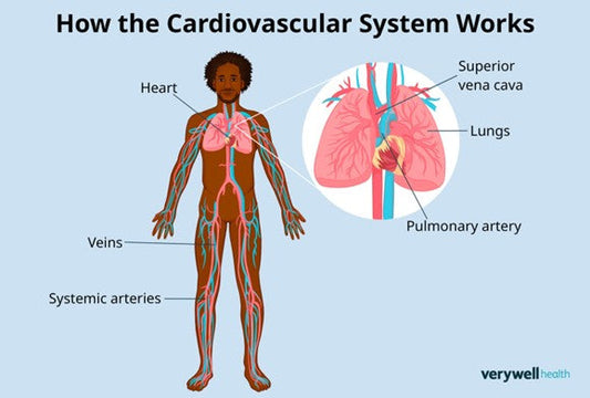 Do Beet Root Heart Health Chews Really Work? Science‑Backed Look at Nitric Oxide and Blood Flow